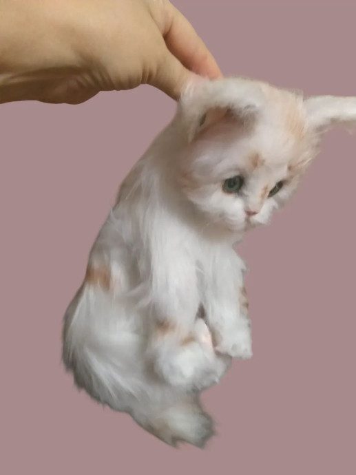 Котенок. 0