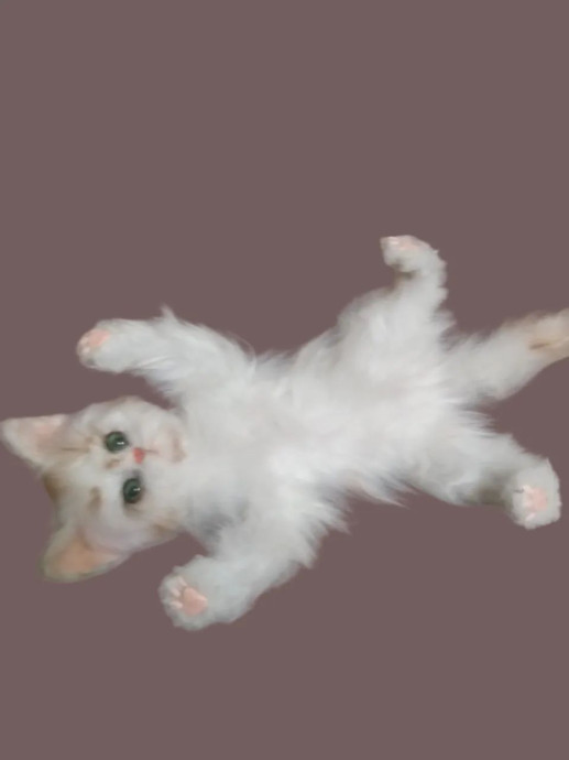 Котенок. 2